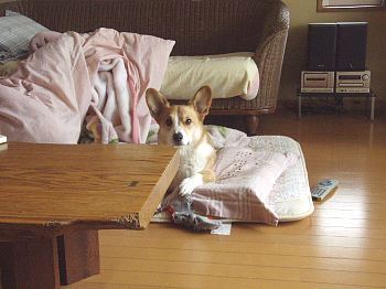 じぃーーーー。