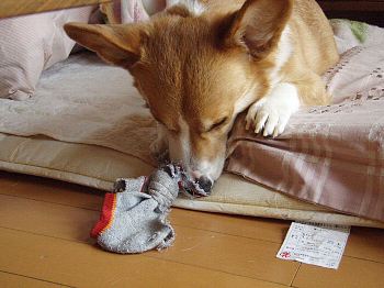 こうこう!