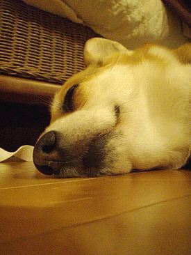 ぐぐぅ。 うらやましぃ。