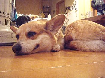 おケツ向けられてもグースカピーzzz