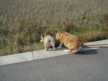 レッツ・畑っ!!
