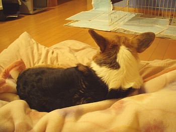 ふんっ。すねてやる。