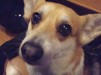 バヌゥーーン!