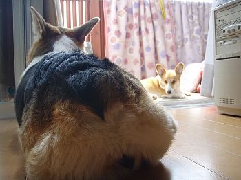デカジリ・ある日曜の昼下がり。