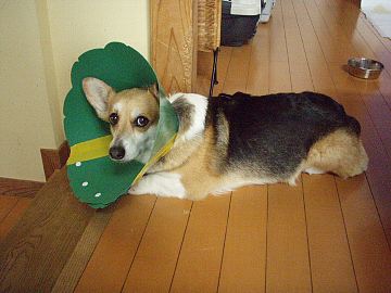 うらめし・うらめしやぁ〜。