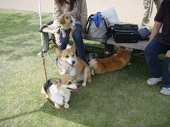 集合