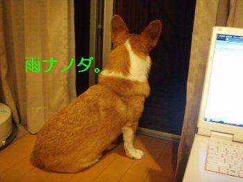 たそがれまる君