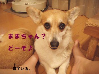 まるも寝たし。