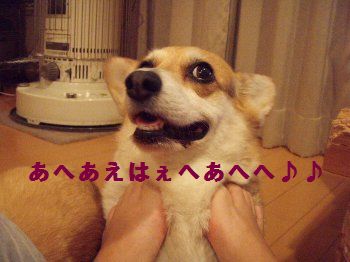 こわれた