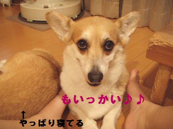 ひつこいよ!
