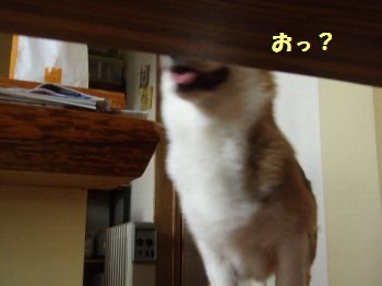 いないいない・・