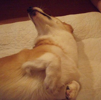 ノビィ〜。