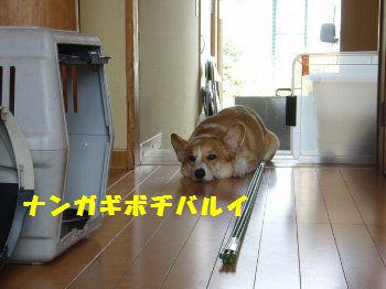 元気ないな。