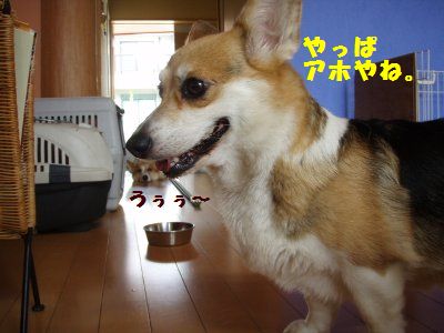 あ〜、なさけないね。