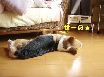 せぇ〜のっ