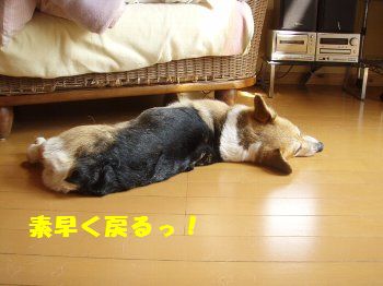 はい、もどるぅ〜