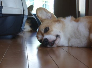 ふーん・・。