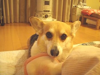 ごめんなさい・・。