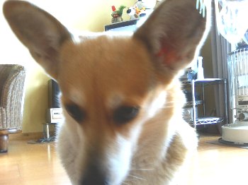 だから、ごめんなさいって。