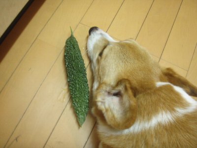 オレの顔は長い。