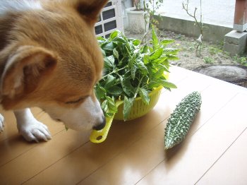 フンフン。