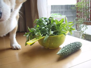 オレが食う!