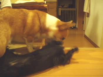 いつものこと