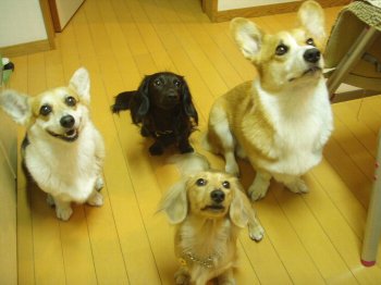 おこぼれ待ちレンジャー