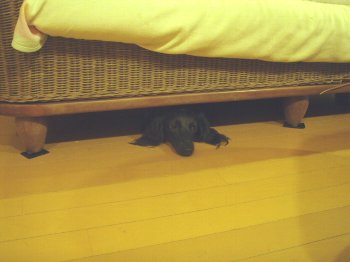 でっかいゴミ?