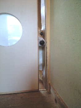 オレはみたみた