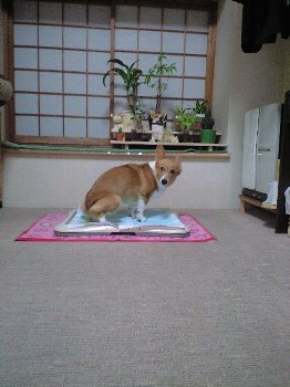 なにか、ご用?