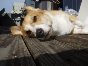 だらだら
