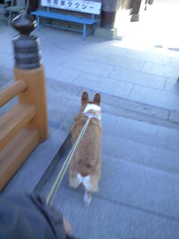 ゼハゼハ