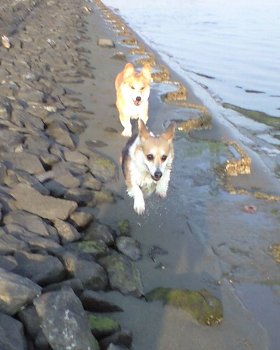 相変わらずの暴走。