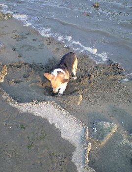 ブラジルのみなさぁ〜ん、にこですよぉ〜。