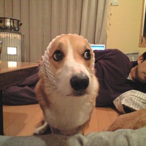 アホ。