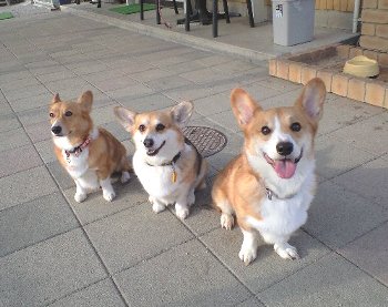 ザ・シンセキーズ。