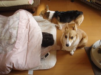 ワタシなんか・・。