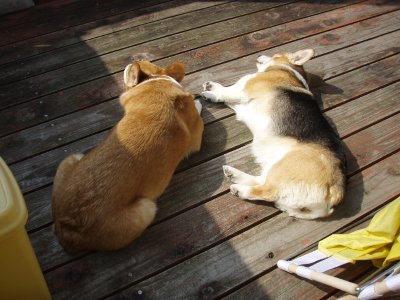 はぁ〜、ひなたぼっこ♪