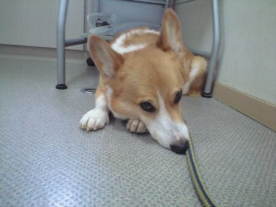 ビョウインでクツログ!