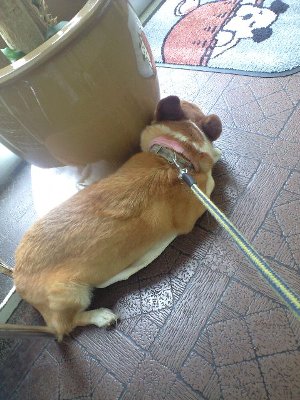 オレは鉢植え