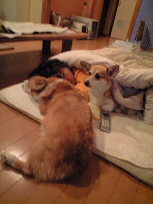 ほんとに・。