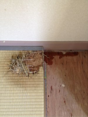 喰われちゃった