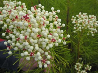 IMG_0617.jpg