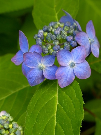 新品種 ヤマアジサイ 九重桃姫  挿し穂2本 新品種 ヤマアジサイ 九重桃姫 挿し穂2本