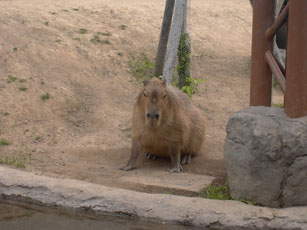 カピバラの子供