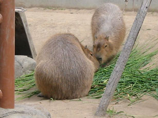 カピバラの夫婦