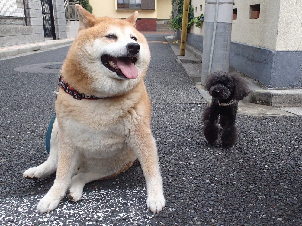 ７月下旬の犬友と新幹線車窓から ギン太パパのブログ