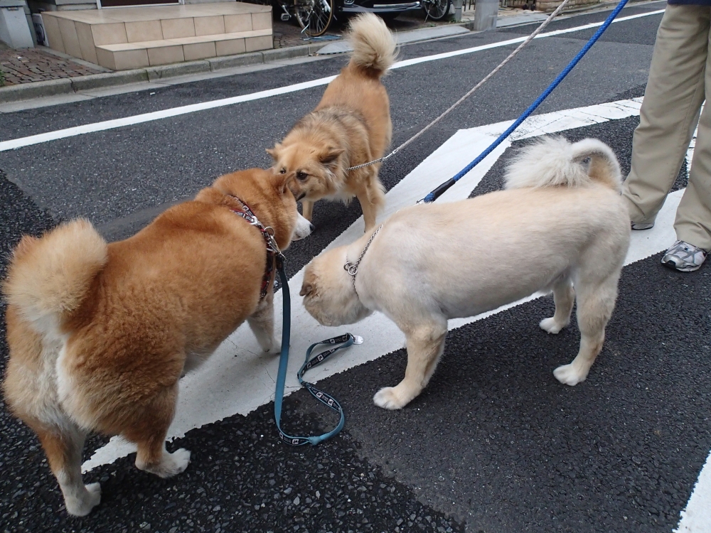 ７月下旬の犬友と新幹線車窓から ギン太パパのブログ