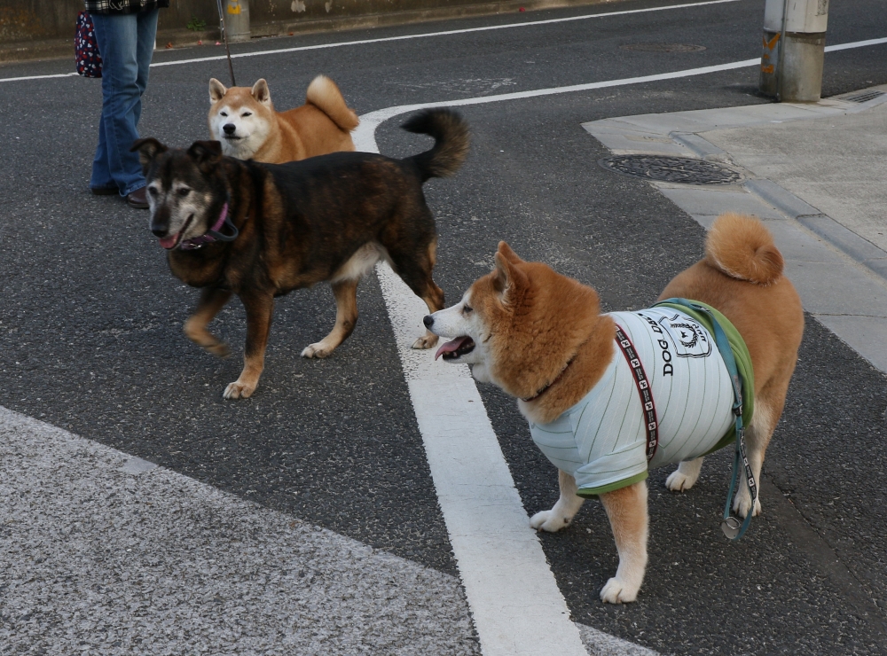 196A2627.JPG¡¡¥¯¡¼¤È¥Õ¥¯¡¡£´·î£³Æü.JPG
